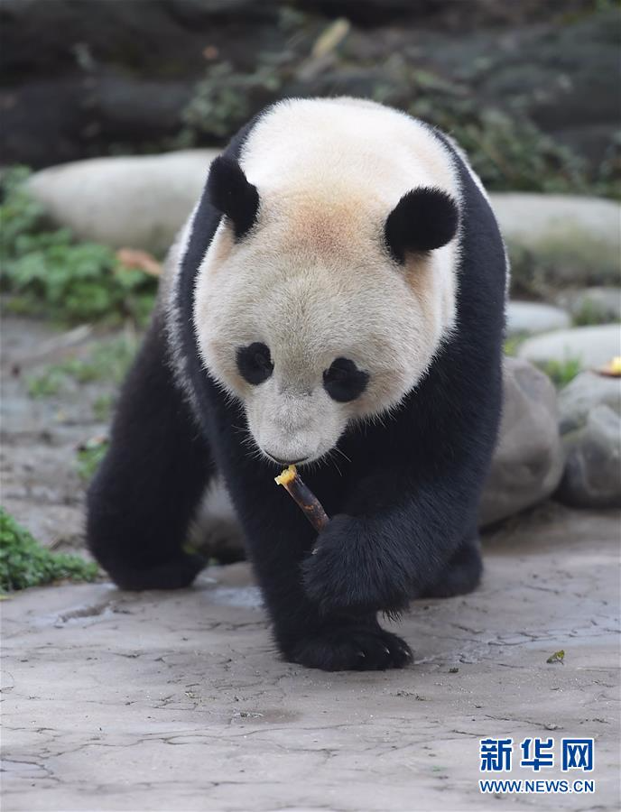 （新华视点）（3）旅美明星大熊猫“宝宝”结束隔离今日亮相