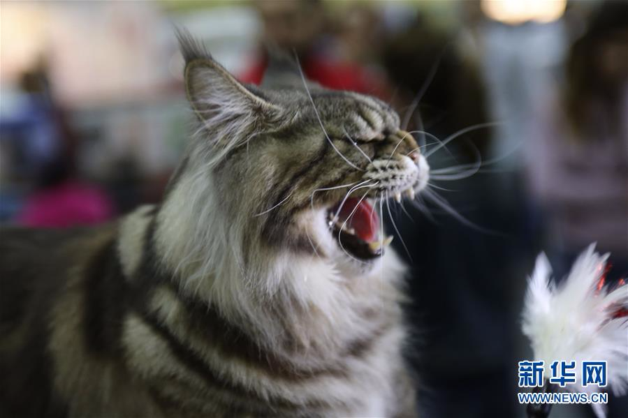 （国际）（3）罗马尼亚举行春季国际猫展