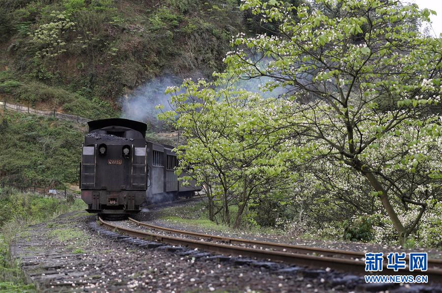 （美丽中国）（1）春天，小火车与桐子花有个约会