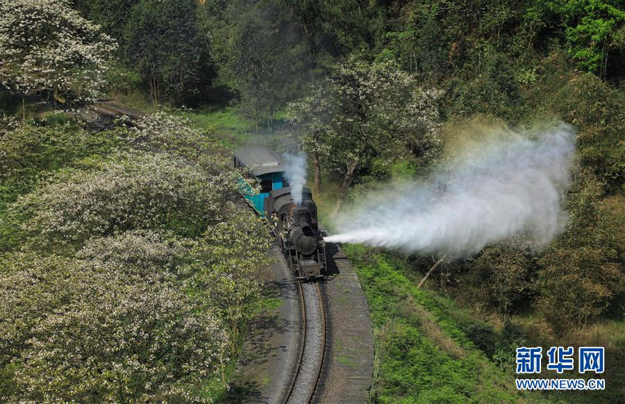 （美丽中国）（2）春天，小火车与桐子花有个约会