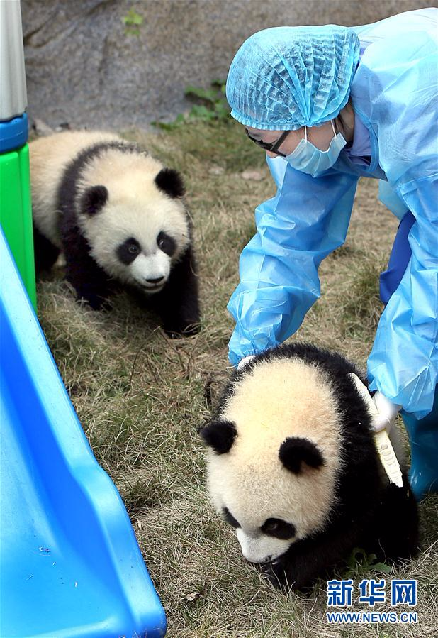 （社会）（1）大熊猫龙凤胎宝宝有了新名字