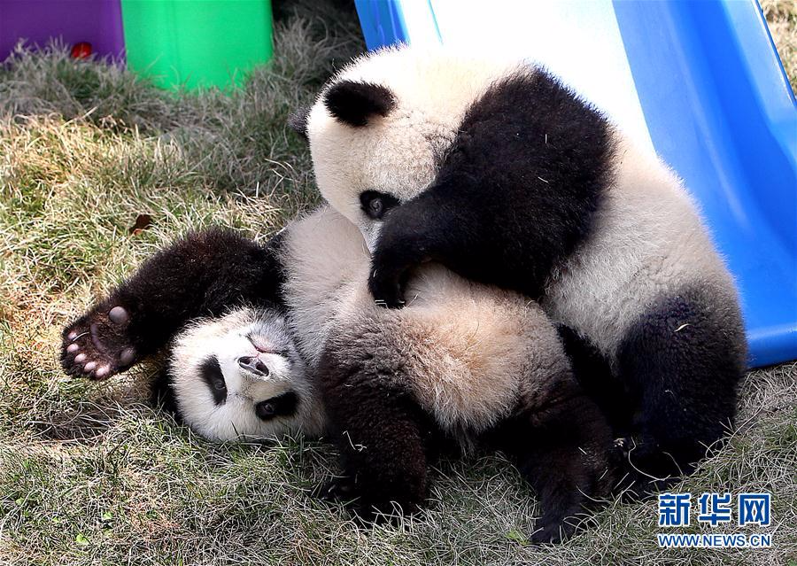 （社会）（2）大熊猫龙凤胎宝宝有了新名字
