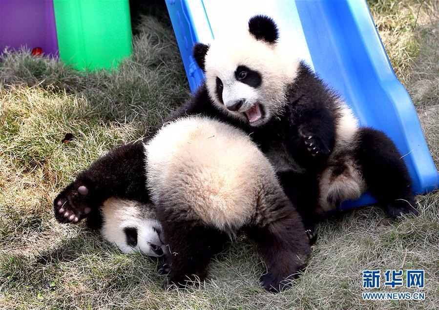 （社会）（3）大熊猫龙凤胎宝宝有了新名字