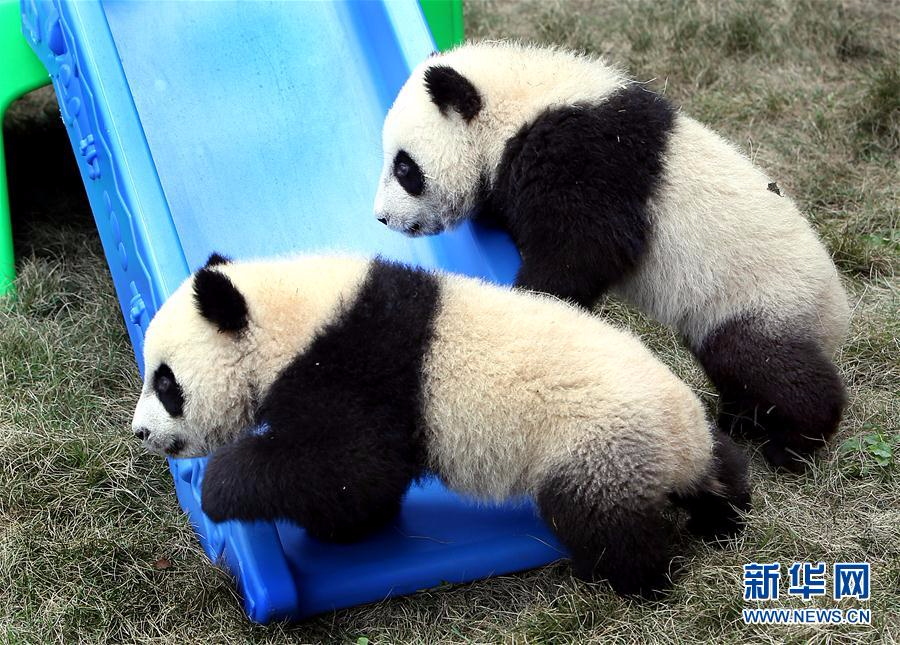 （社会）（4）大熊猫龙凤胎宝宝有了新名字