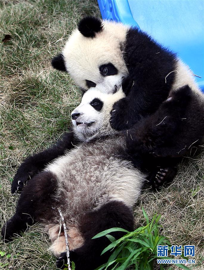 （社会）（5）大熊猫龙凤胎宝宝有了新名字