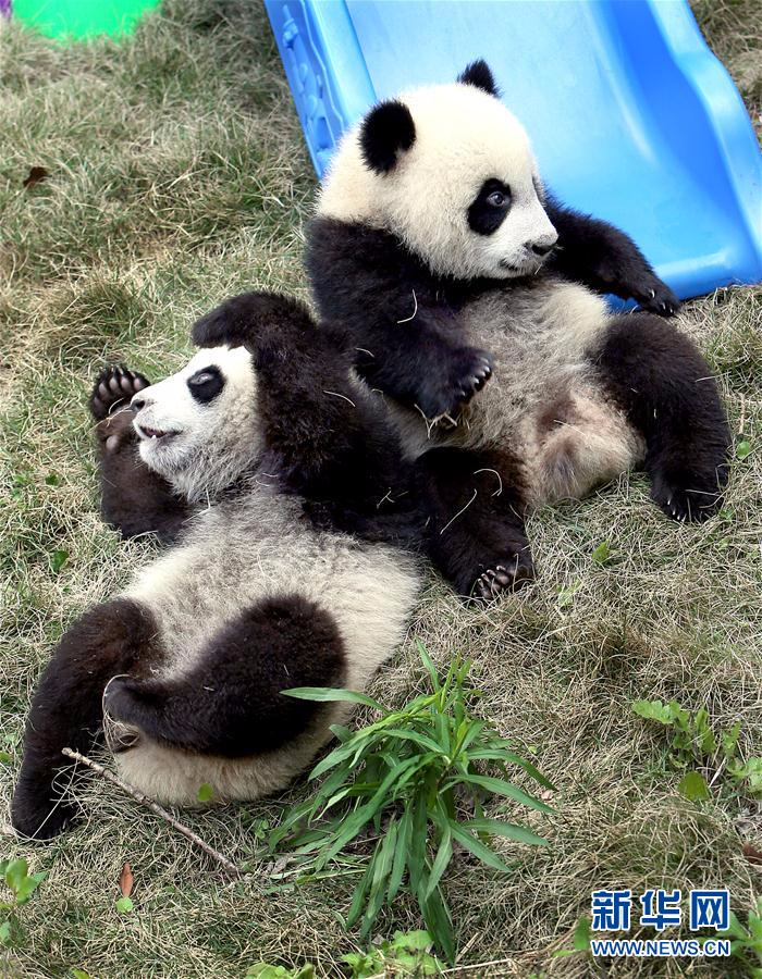 （社会）（6）大熊猫龙凤胎宝宝有了新名字