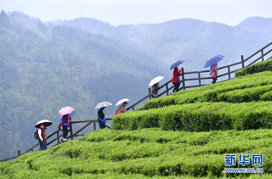 #（社会）（1）雨中漫步“品”春茶