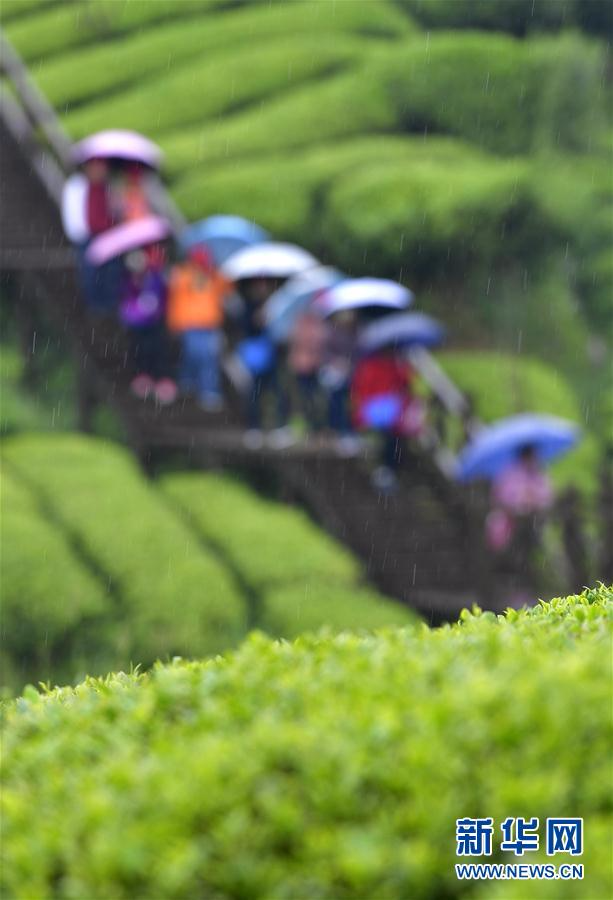 #（社会）（2）雨中漫步“品”春茶