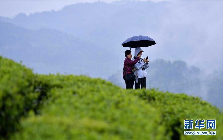 #（社会）（3）雨中漫步“品”春茶