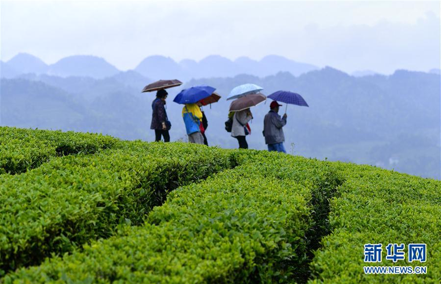 #（社会）（4）雨中漫步“品”春茶