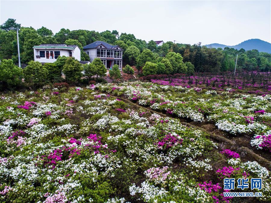 （春季美丽生态）（5）千亩“五彩杜鹃”扮靓“美丽乡村”