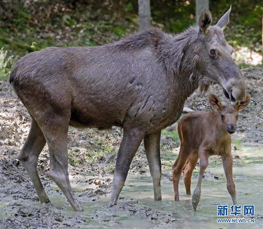 镜头下的德国巴特梅根特海姆野生动物园