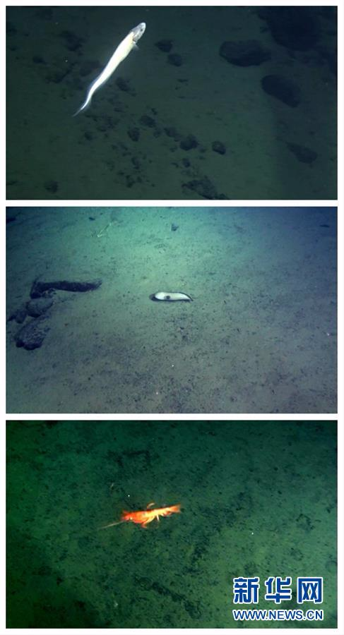 雅浦海沟动物世界探秘:"蛟龙"号5000米深海大型动物见闻