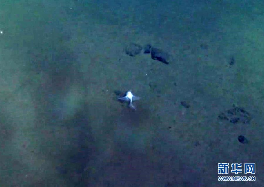 （“蛟龙”潜深渊·图文互动）（7）我国科考队员在雅浦海沟7000米深渊区捕获2条狮子鱼