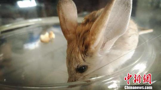 新疆柯坪县发现世界濒危灭绝动物长耳跳鼠（图）