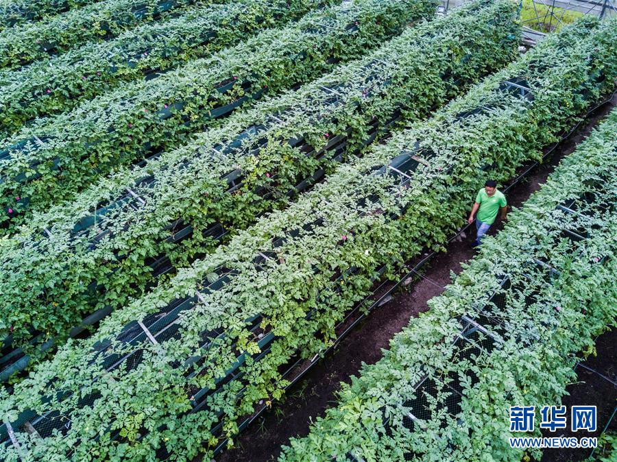 （经济）（13）浙江农业供给侧改革：在希望的田野上