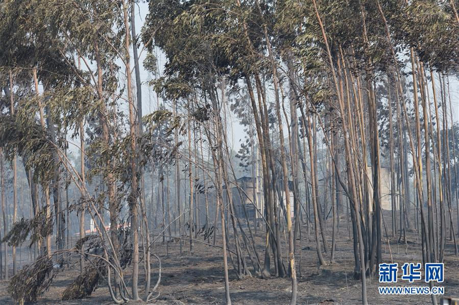 （国际）（1）葡森林火灾造成至少61人死亡 政府宣布进入紧急状态