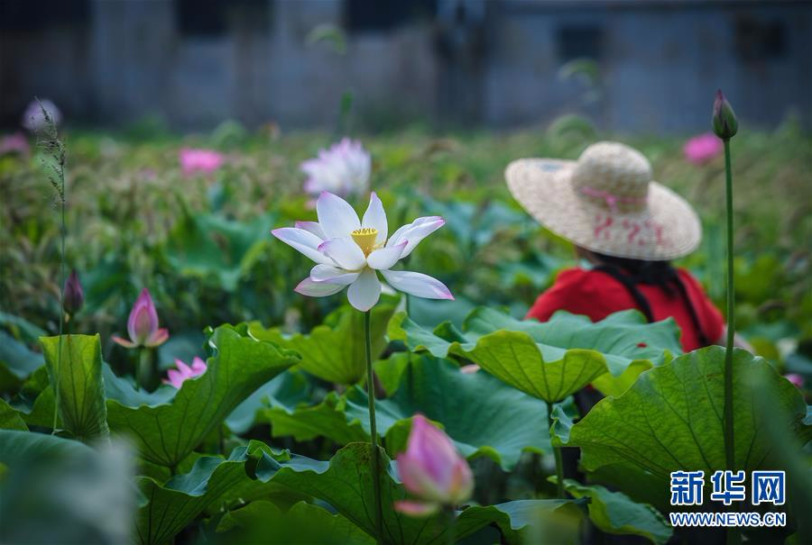 （环境）（2）浙江湖州：昔日“龟鳖棚”变身美丽“荷花池”