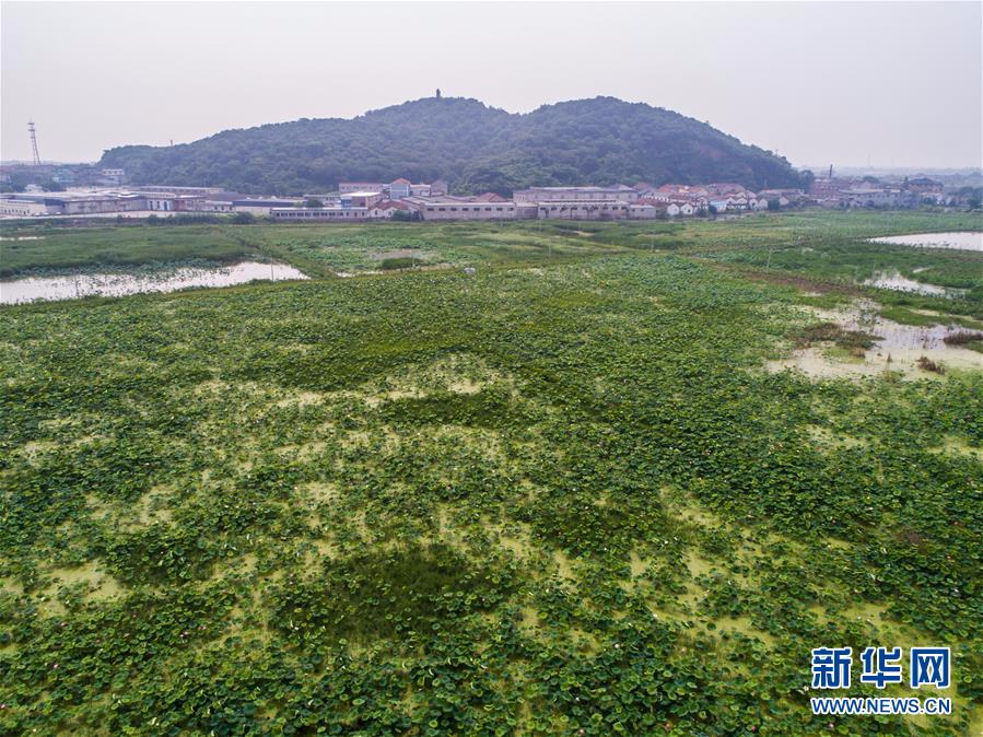 （环境）（4）浙江湖州：昔日“龟鳖棚”变身美丽“荷花池”