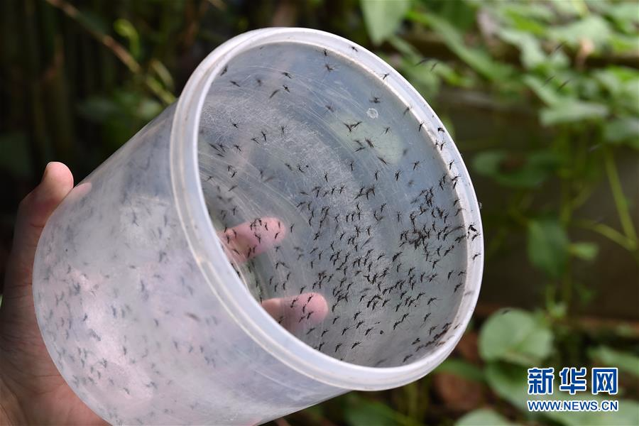 （科技）（4）中国“蚊子战士”飞向全球防疫前线