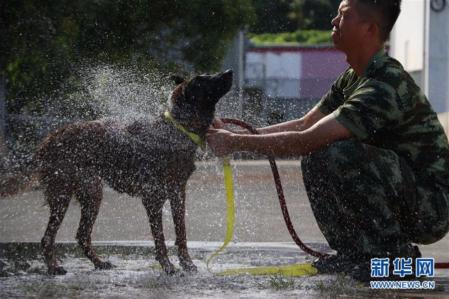 #（社会）（1）福建厦门：搜救犬冲澡享清凉