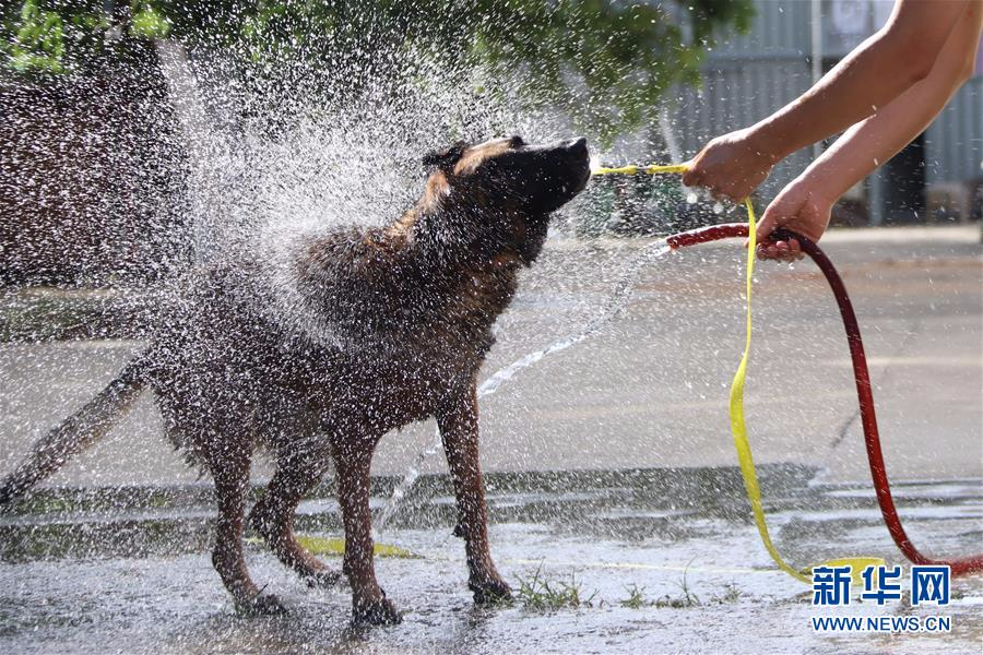 #（社会）（2）福建厦门：搜救犬冲澡享清凉