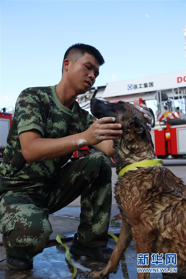 #（社会）（3）福建厦门：搜救犬冲澡享清凉