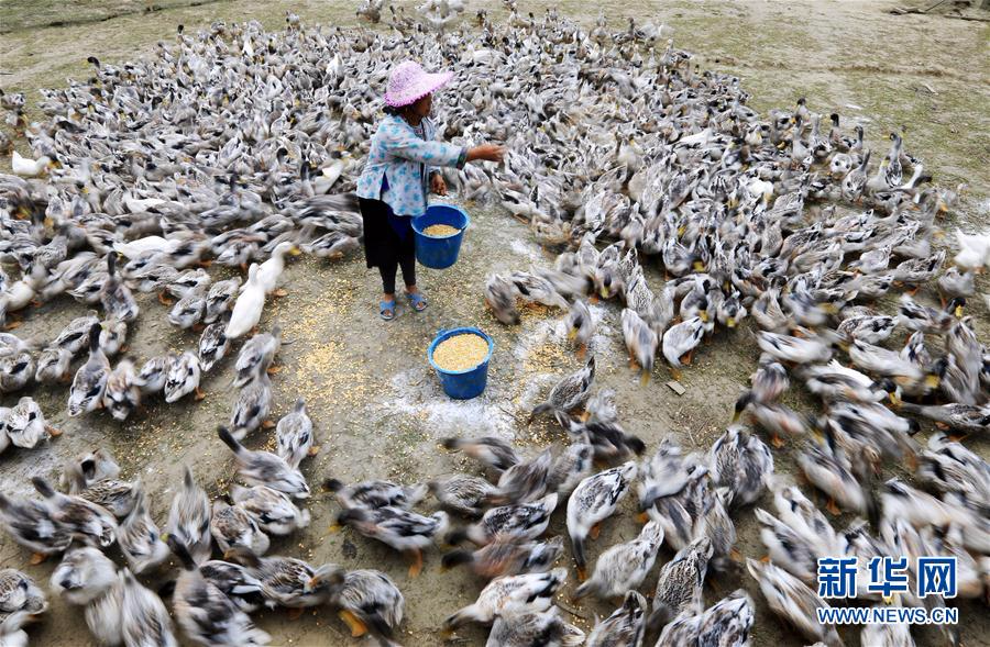 #（经济）（3）广西柳州：“香鸭”合作社助农脱贫