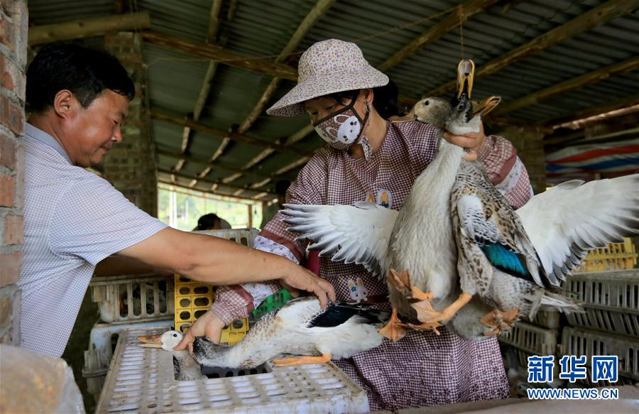 #（经济）（4）广西柳州：“香鸭”合作社助农脱贫