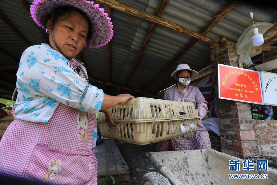 #（经济）（5）广西柳州：“香鸭”合作社助农脱贫