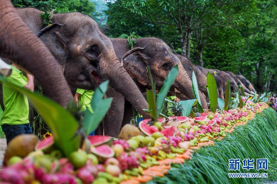 （社会）（1）云南西双版纳举行世界大象日活动