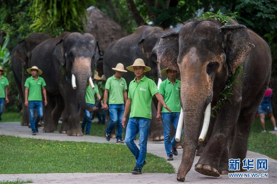 （社会）（2）云南西双版纳举行世界大象日活动