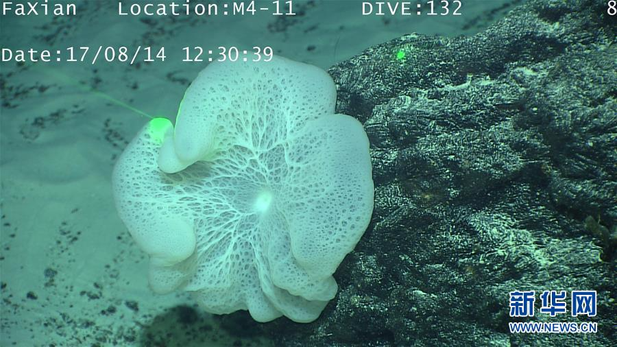 （科技）（1）深海生物奇观