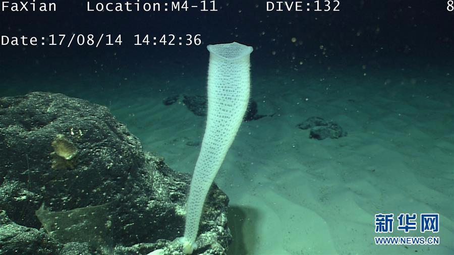 （科技）（2）深海生物奇观