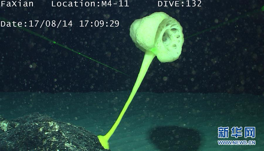 （科技）（7）深海生物奇观