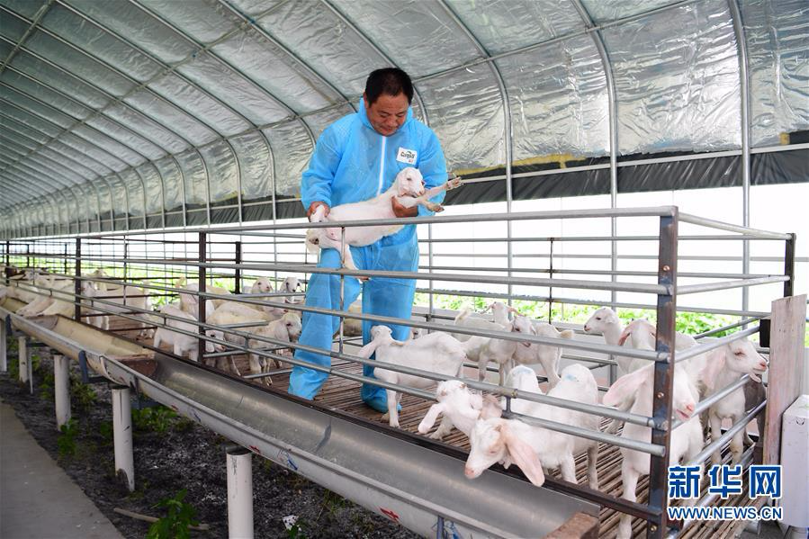 江苏海安:养羊业转型升级催生
