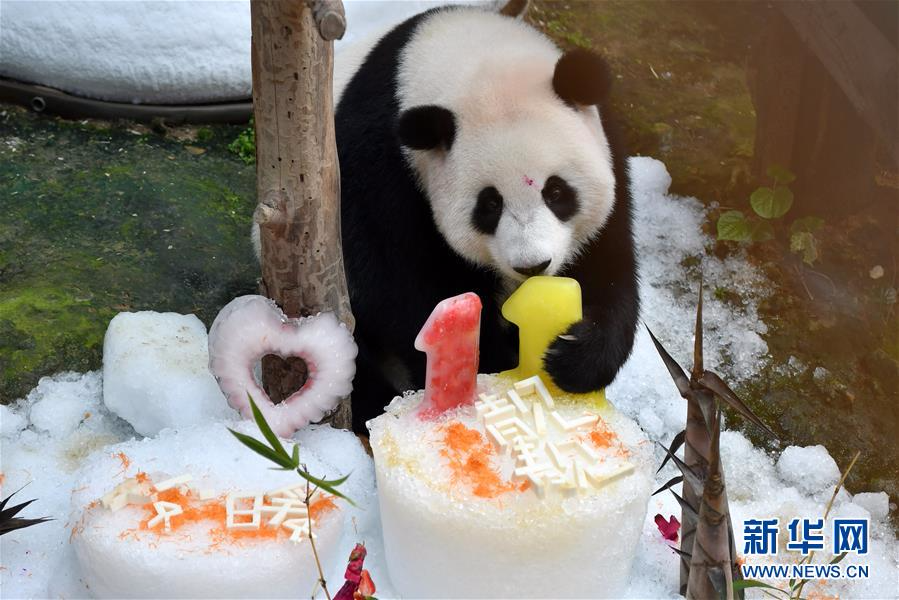 （国际）（2）马来西亚为中国旅马大熊猫庆祝生日