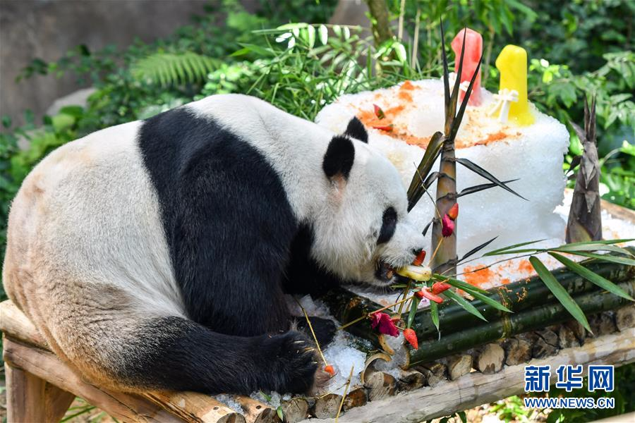 （国际）（3）马来西亚为中国旅马大熊猫庆祝生日