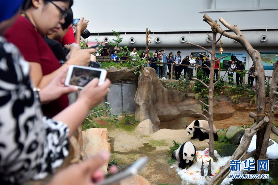 （国际）（4）马来西亚为中国旅马大熊猫庆祝生日