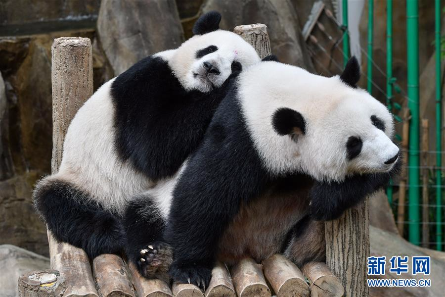 （国际）（5）马来西亚为中国旅马大熊猫庆祝生日