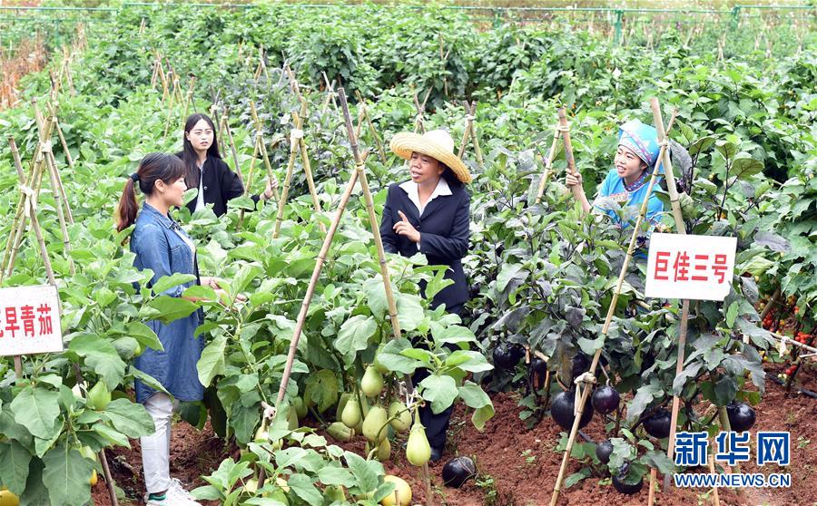 （经济）（1）来云南砚山看喀斯特地貌生态蔬菜品种多样性