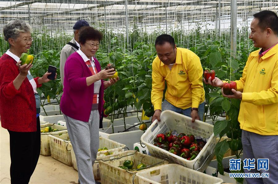 （经济）（2）来云南砚山看喀斯特地貌生态蔬菜品种多样性