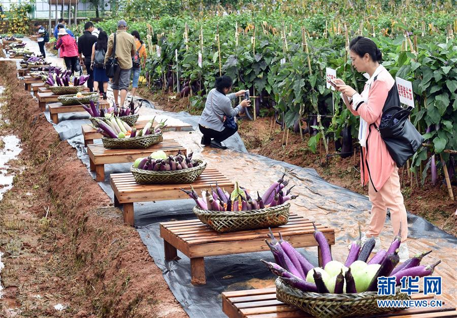 （经济）（3）来云南砚山看喀斯特地貌生态蔬菜品种多样性