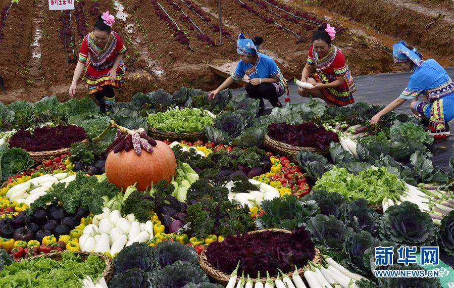 （经济）（4）来云南砚山看喀斯特地貌生态蔬菜品种多样性