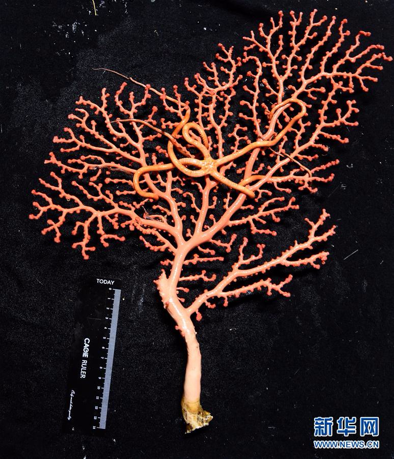 （图文互动）（3）西太平洋寡营养海底首次发现珊瑚林和海绵场