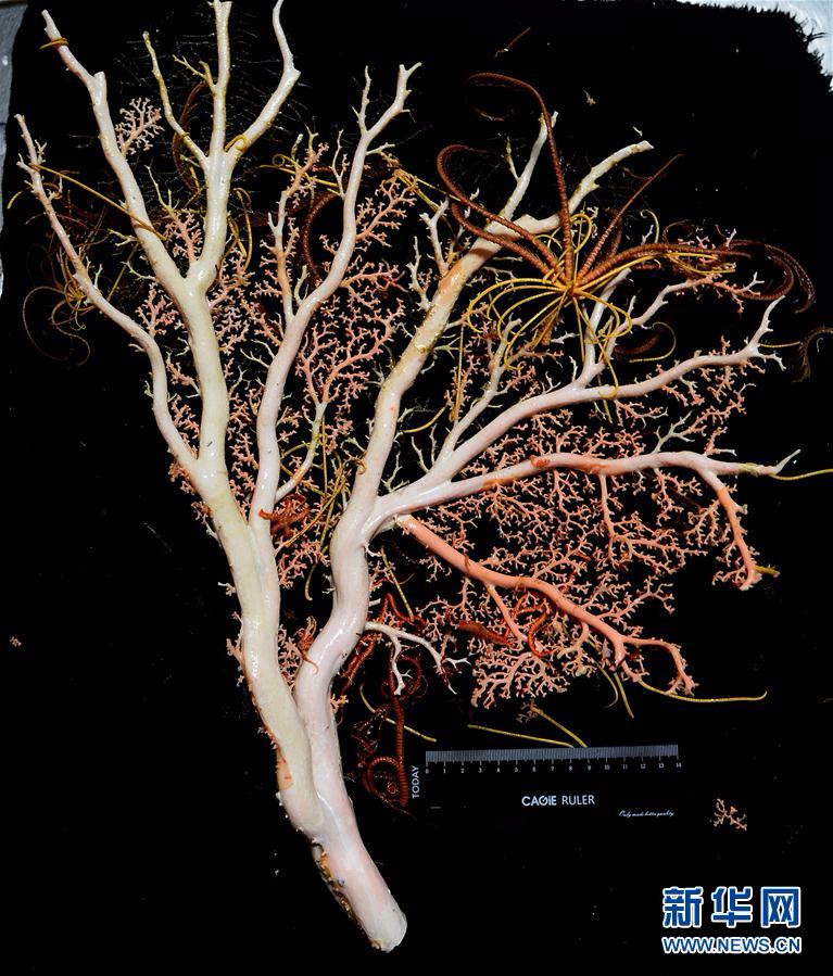 （图文互动）（4）西太平洋寡营养海底首次发现珊瑚林和海绵场