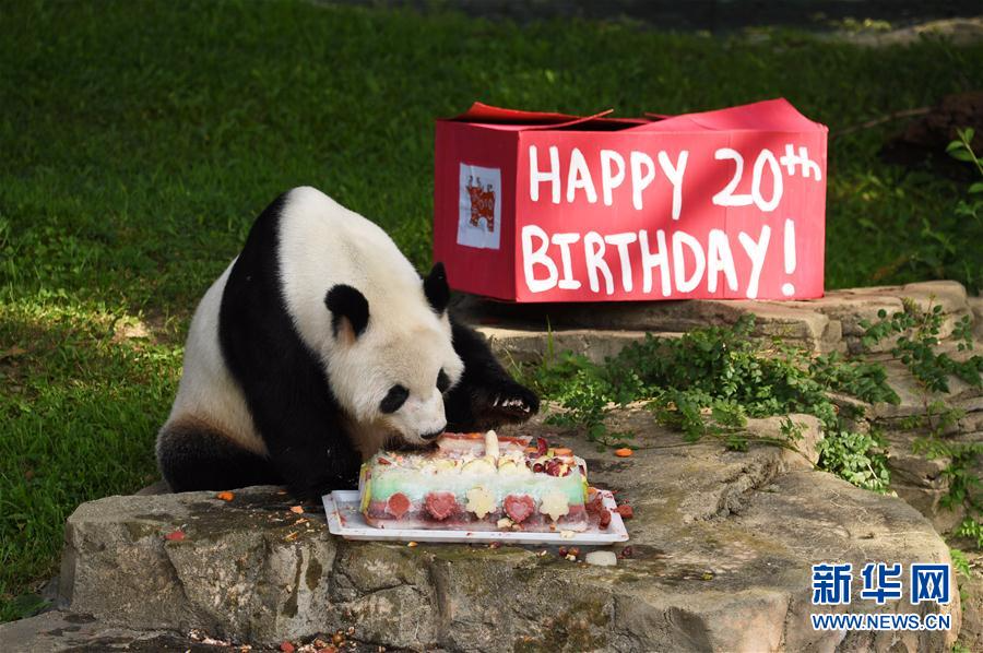 （国际）（4）旅美大熊猫“添添”庆祝20岁生日