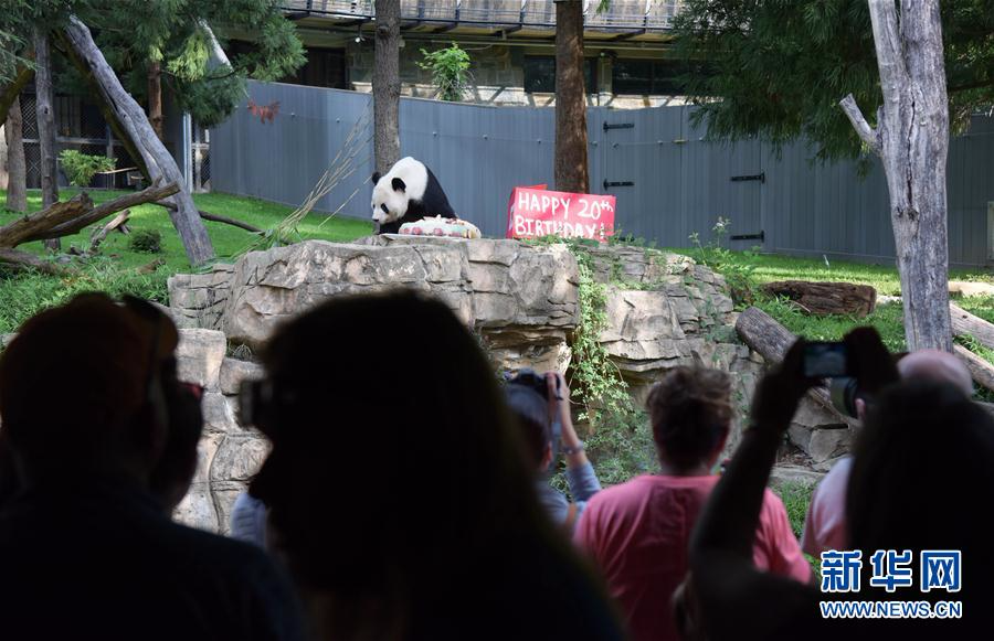 （国际）（6）旅美大熊猫“添添”庆祝20岁生日