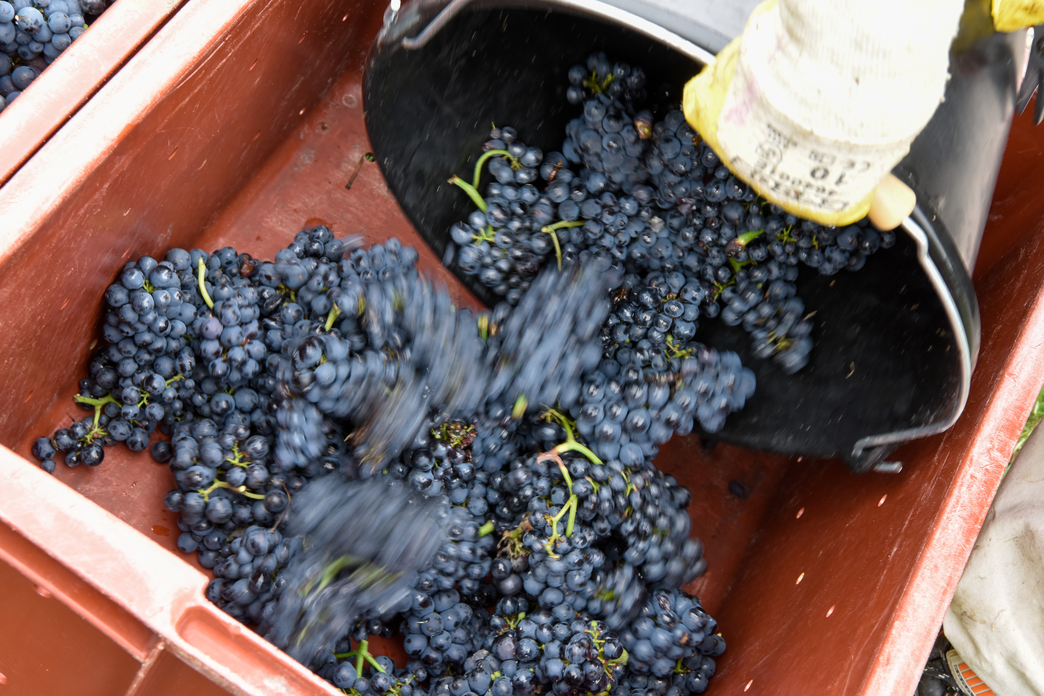 2017年法国酿酒用葡萄将减产-新闻中心-温州网
