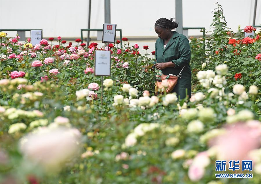 （国际·图文互动）（3）肯尼亚玫瑰香飘中国